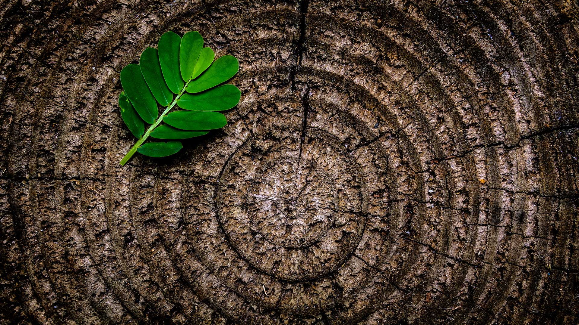 Green leaf as a symbol of renewable energy and green cloud backup